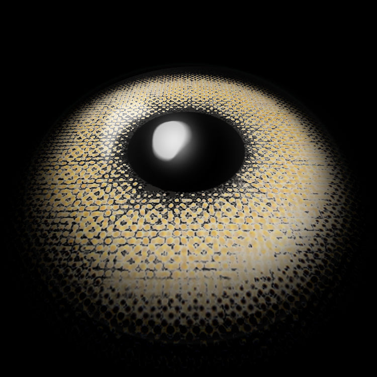 Chestnut Aura Brown | 1 Year